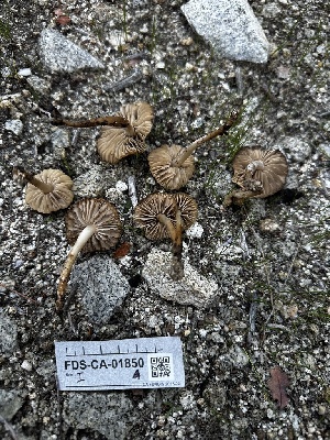  ( - FDS-CA-04303)  @11 [ ] by-nc (2024) Aaron Tupac Fungal Diversity Survey