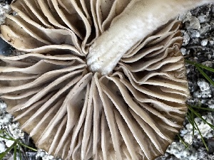  ( - FDS-CA-04303)  @11 [ ] by-nc (2024) Aaron Tupac Fungal Diversity Survey