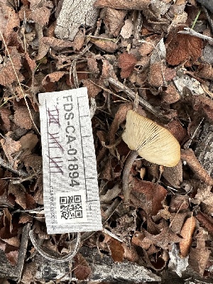  ( - FDS-CA-04318)  @11 [ ] by-nc (2024) Aaron Tupac Fungal Diversity Survey