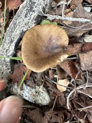  ( - FDS-CA-04318)  @11 [ ] by-nc (2024) Aaron Tupac Fungal Diversity Survey