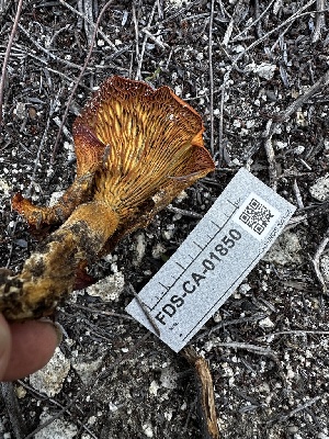  ( - FDS-CA-04406)  @11 [ ] by-nc (2024) Aaron Tupac Fungal Diversity Survey