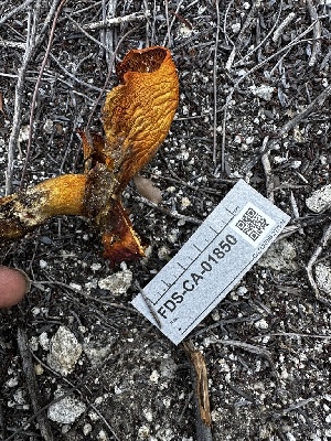  ( - FDS-CA-04406)  @11 [ ] by-nc (2024) Aaron Tupac Fungal Diversity Survey