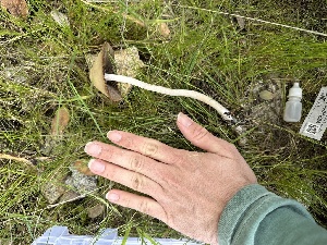  ( - FDS-CA-04319)  @11 [ ] by-nc (2024) Aaron Tupac Fungal Diversity Survey