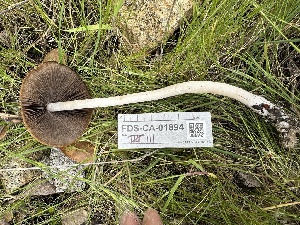  ( - FDS-CA-04319)  @11 [ ] by-nc (2024) Aaron Tupac Fungal Diversity Survey