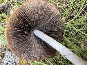  ( - FDS-CA-04319)  @11 [ ] by-nc (2024) Aaron Tupac Fungal Diversity Survey