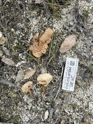  ( - FDS-CA-04322)  @11 [ ] by-nc (2024) Aaron Tupac Fungal Diversity Survey