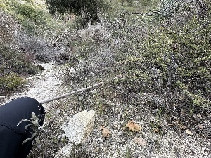  ( - FDS-CA-04322)  @11 [ ] by-nc (2024) Aaron Tupac Fungal Diversity Survey