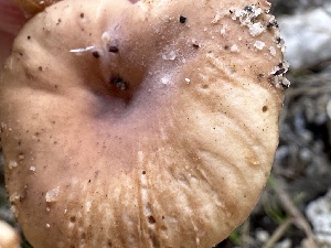  ( - FDS-CA-04322)  @11 [ ] by-nc (2024) Aaron Tupac Fungal Diversity Survey