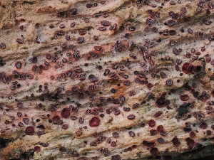  (Durella sp. CA02 - FDS-CA-08247)  @11 [ ] by-nc (2025) Damon Tighe Fungal Diversity Survey