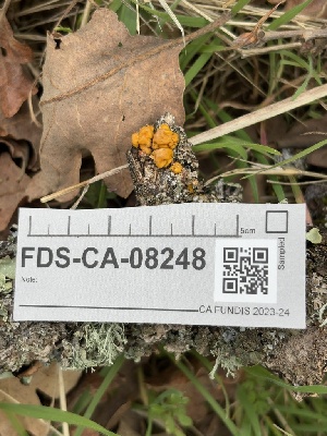  ( - FDS-CA-08248)  @11 [ ] by-nc (2025) Damon Tighe Fungal Diversity Survey