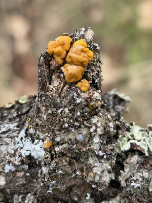  (Naematelia sp. encephala-CA01 - FDS-CA-08248)  @11 [ ] by-nc (2025) Damon Tighe Fungal Diversity Survey