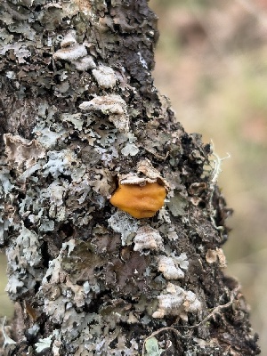  ( - FDS-CA-08248)  @11 [ ] by-nc (2025) Damon Tighe Fungal Diversity Survey