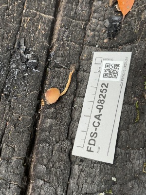  ( - FDS-CA-08252)  @11 [ ] by-nc (2025) Damon Tighe Fungal Diversity Survey