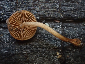  (Conocybe sp. CA22 - FDS-CA-08252)  @11 [ ] by-nc (2025) Damon Tighe Fungal Diversity Survey