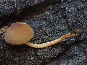  ( - FDS-CA-08252)  @11 [ ] by-nc (2025) Damon Tighe Fungal Diversity Survey