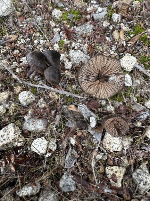  ( - FDS-CA-04327)  @11 [ ] by-nc (2024) Aaron Tupac Fungal Diversity Survey