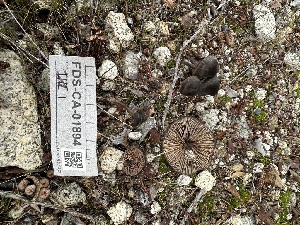  ( - FDS-CA-04327)  @11 [ ] by-nc (2024) Aaron Tupac Fungal Diversity Survey