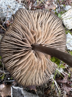  ( - FDS-CA-04327)  @11 [ ] by-nc (2024) Aaron Tupac Fungal Diversity Survey