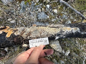  ( - FDS-CA-04328)  @11 [ ] by-nc (2024) Aaron Tupac Fungal Diversity Survey