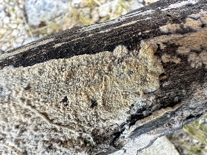  ( - FDS-CA-04328)  @11 [ ] by-nc (2024) Aaron Tupac Fungal Diversity Survey