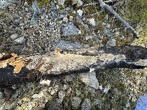  ( - FDS-CA-04328)  @11 [ ] by-nc (2024) Aaron Tupac Fungal Diversity Survey