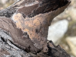  (Peniophora sp. CA03 - FDS-CA-04332)  @11 [ ] by-nc (2024) Aaron Tupac Fungal Diversity Survey
