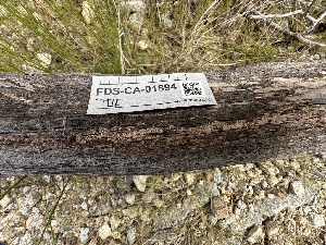  ( - FDS-CA-04332)  @11 [ ] by-nc (2024) Aaron Tupac Fungal Diversity Survey