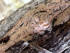  ( - FDS-CA-04332)  @11 [ ] by-nc (2024) Aaron Tupac Fungal Diversity Survey