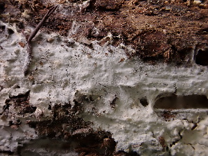  ( - FDS-CA-04344)  @11 [ ] by-nc (2024) Aaron Tupac Fungal Diversity Survey