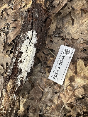  ( - FDS-CA-04344)  @11 [ ] by-nc (2024) Aaron Tupac Fungal Diversity Survey