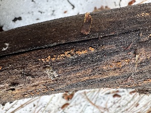  ( - FDS-CA-04462)  @11 [ ] by-nc (2024) Aaron Tupac Fungal Diversity Survey