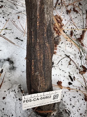  ( - FDS-CA-04462)  @11 [ ] by-nc (2024) Aaron Tupac Fungal Diversity Survey