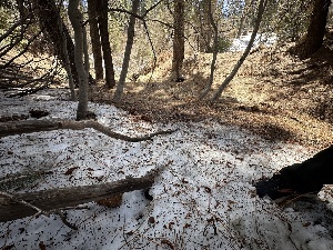  ( - FDS-CA-04462)  @11 [ ] by-nc (2024) Aaron Tupac Fungal Diversity Survey