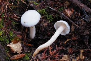  (Hygrophorus sp. eburneus-CA01 - FDS-CA-06370)  @11 [ ] by-nc (2025) Warren Cardimona Fungal Diversity Survey
