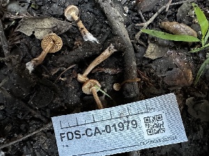  ( - FDS-CA-01979)  @11 [ ] by-nc (2024) Aaron Tupac Fungal Diversity Survey