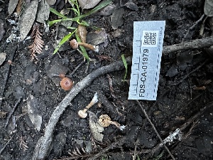  ( - FDS-CA-01979)  @11 [ ] by-nc (2024) Aaron Tupac Fungal Diversity Survey