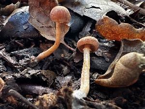  ( - FDS-CA-01925)  @11 [ ] by-nc (2024) Aaron Tupac Fungal Diversity Survey