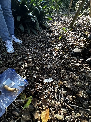  ( - FDS-CA-01925)  @11 [ ] by-nc (2024) Aaron Tupac Fungal Diversity Survey