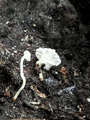  (Hemimycena sp. CA12 - FDS-CA-01938)  @11 [ ] by-nc (2024) Aaron Tupac Fungal Diversity Survey