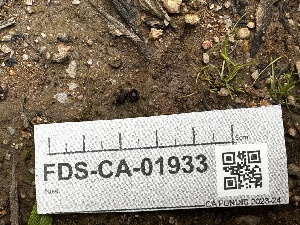 ( - FDS-CA-01933)  @11 [ ] by-nc (2024) Aaron Tupac Fungal Diversity Survey
