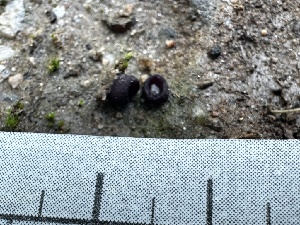  ( - FDS-CA-01933)  @11 [ ] by-nc (2024) Aaron Tupac Fungal Diversity Survey