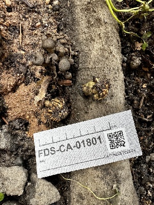  ( - FDS-CA-01801)  @11 [ ] by-nc (2024) Aaron Tupac Fungal Diversity Survey