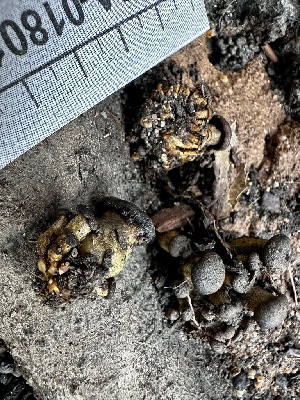  ( - FDS-CA-01801)  @11 [ ] by-nc (2024) Aaron Tupac Fungal Diversity Survey