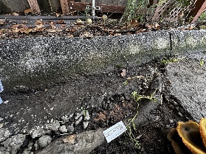  ( - FDS-CA-01801)  @11 [ ] by-nc (2024) Aaron Tupac Fungal Diversity Survey
