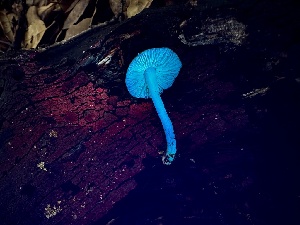  (Pluteus sp. nanus-CA01 - FDS-CA-01865)  @11 [ ] by-nc (2024) Aaron Tupac Fungal Diversity Survey