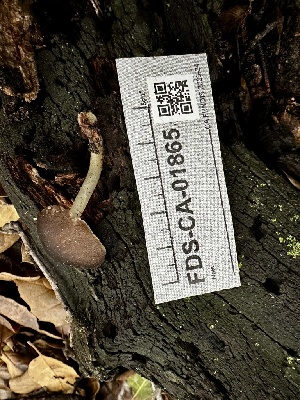  ( - FDS-CA-01865)  @11 [ ] by-nc (2024) Aaron Tupac Fungal Diversity Survey