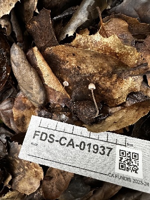  ( - FDS-CA-01937)  @11 [ ] by-nc (2024) Aaron Tupac Fungal Diversity Survey