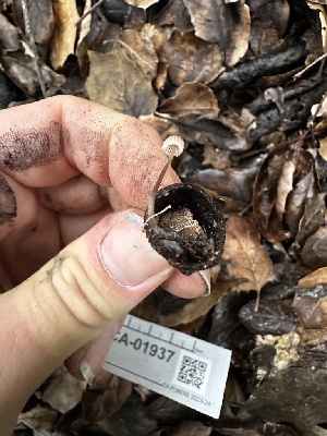  ( - FDS-CA-01937)  @11 [ ] by-nc (2024) Aaron Tupac Fungal Diversity Survey
