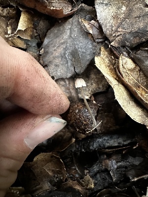  ( - FDS-CA-01937)  @11 [ ] by-nc (2024) Aaron Tupac Fungal Diversity Survey