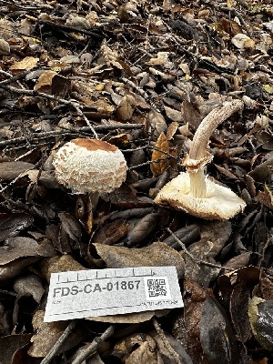  ( - FDS-CA-01867)  @11 [ ] by-nc (2024) Aaron Tupac Fungal Diversity Survey